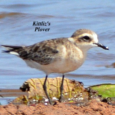 Kittliz's Plover